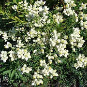 gnaphalium californicum